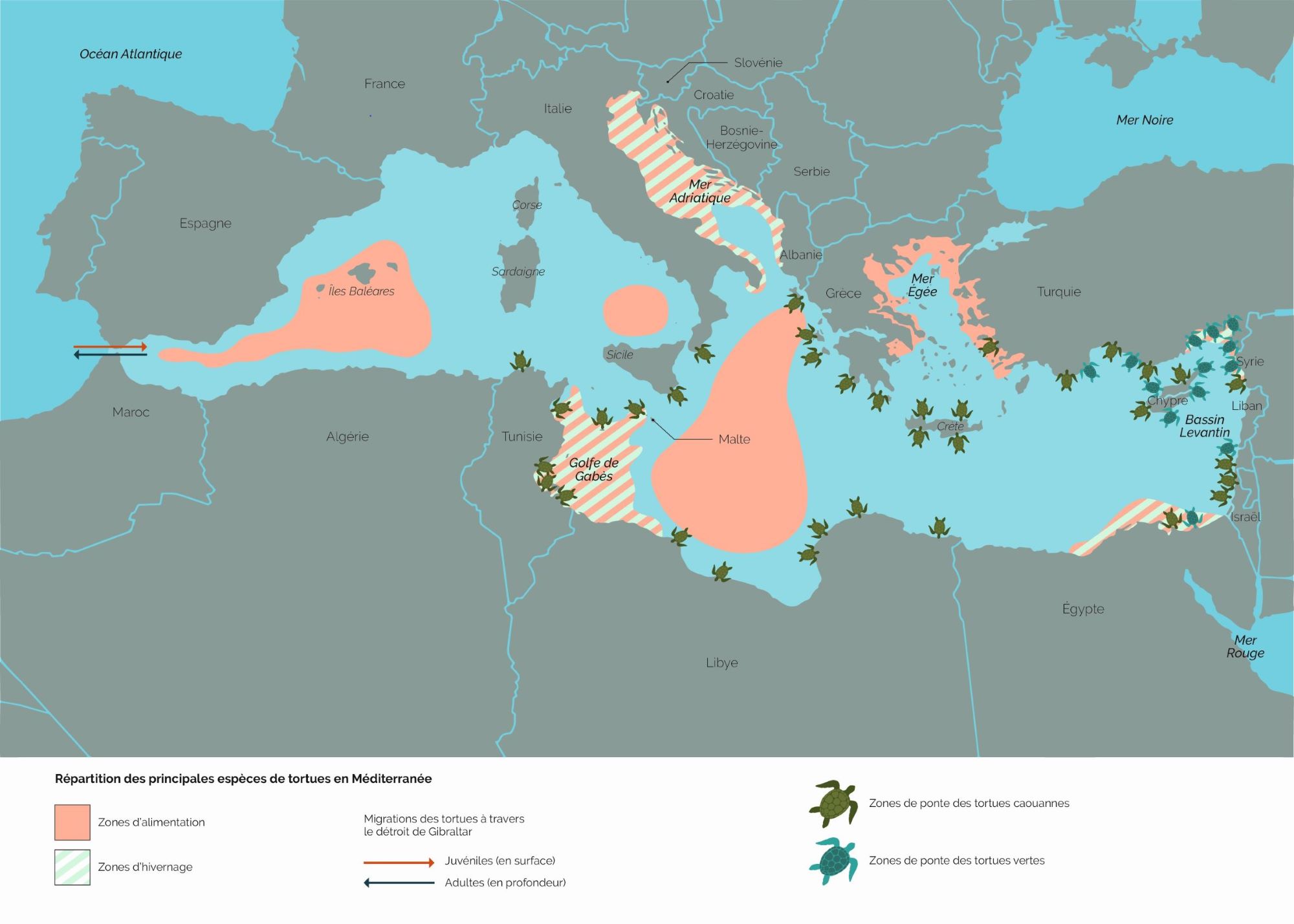 carte Mediterranee Tortues Marines