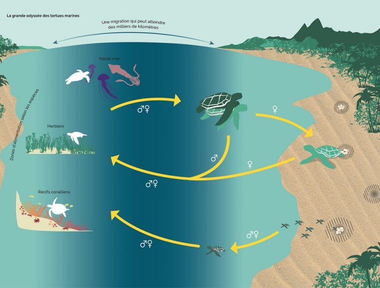 Le livre Tortues marines, la grande odyssée