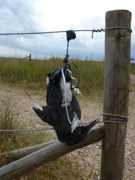 Dead-Entangled-Guillemot-National Trust