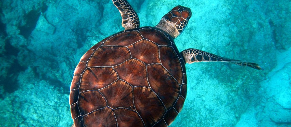 Quelles tortues marines en Méditerranée ? - Institut océanographique