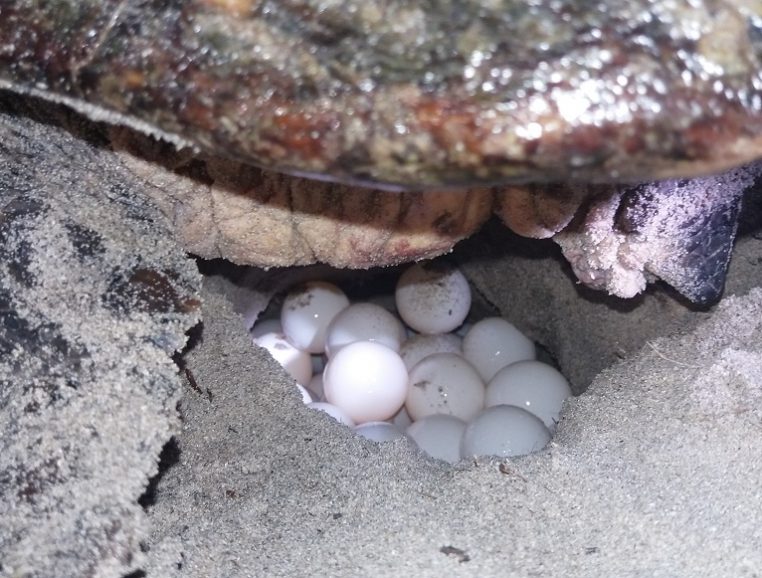 Tortues en Méditerranée