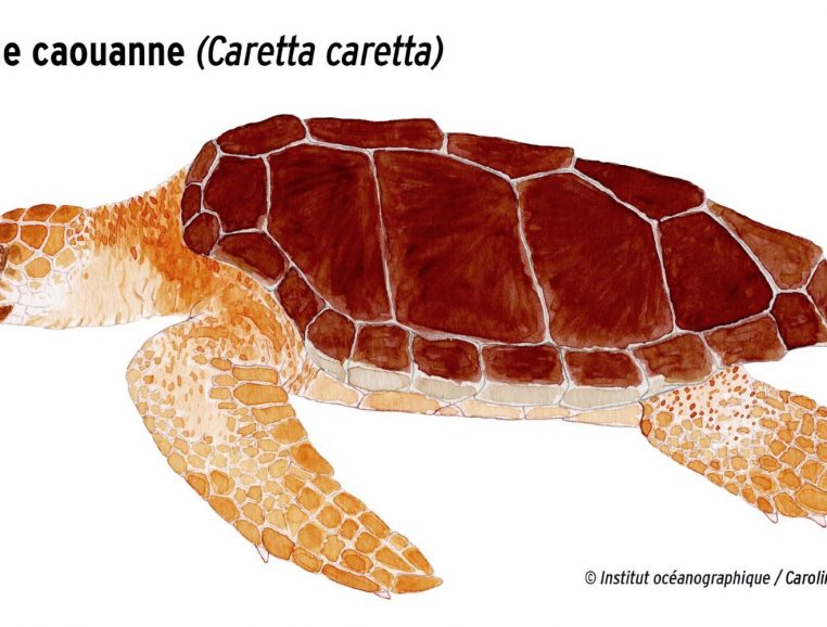 MOM - Tortue caouanne