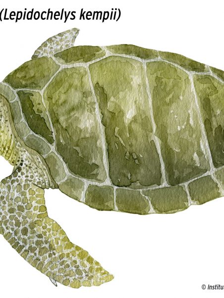 MOM - Tortue de Kemp