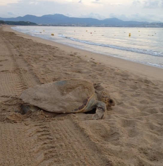 Tortues en Méditerranée