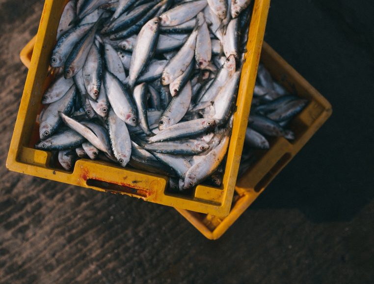 pêche poissons