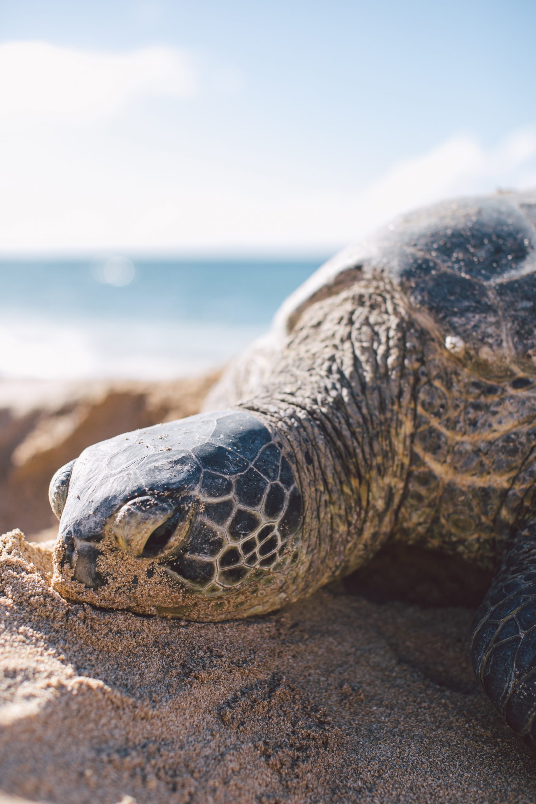 Tortue marine