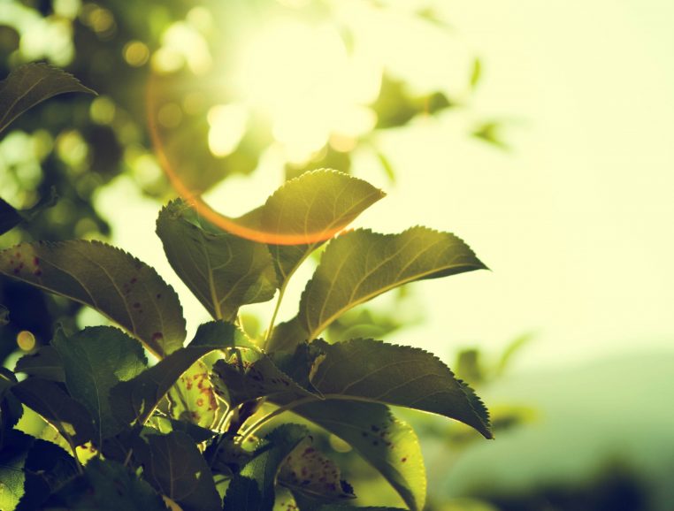 Feuilles d'un arbre