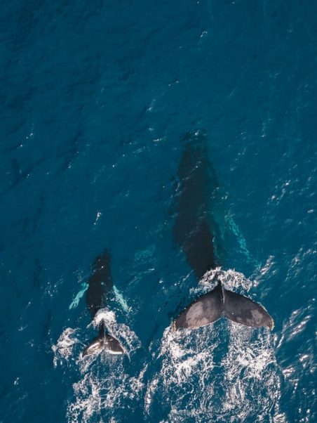 Bébé baleine