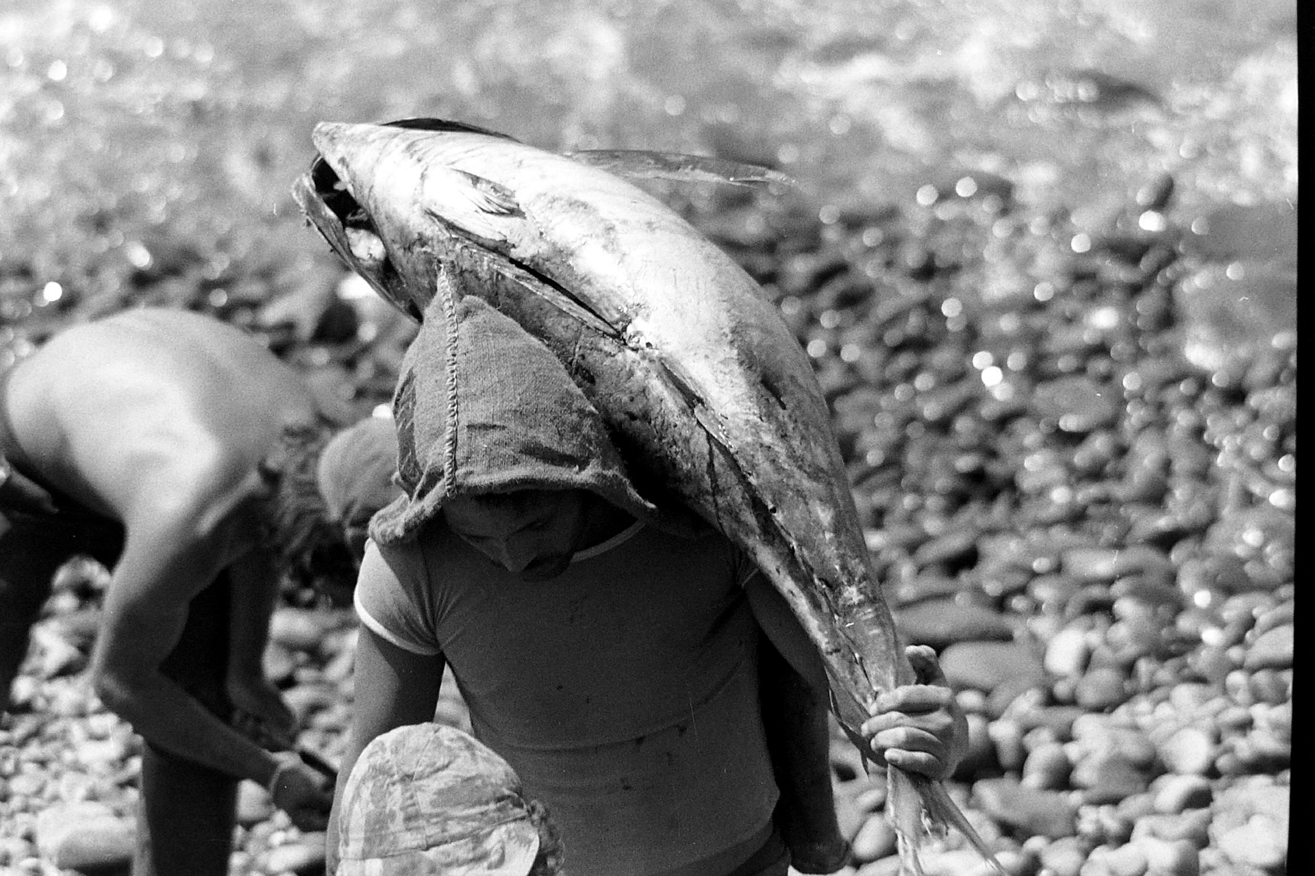 Mediterranean red tuna towards an improvement? Institut océanographique