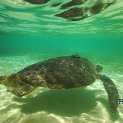 Tortue avec balise