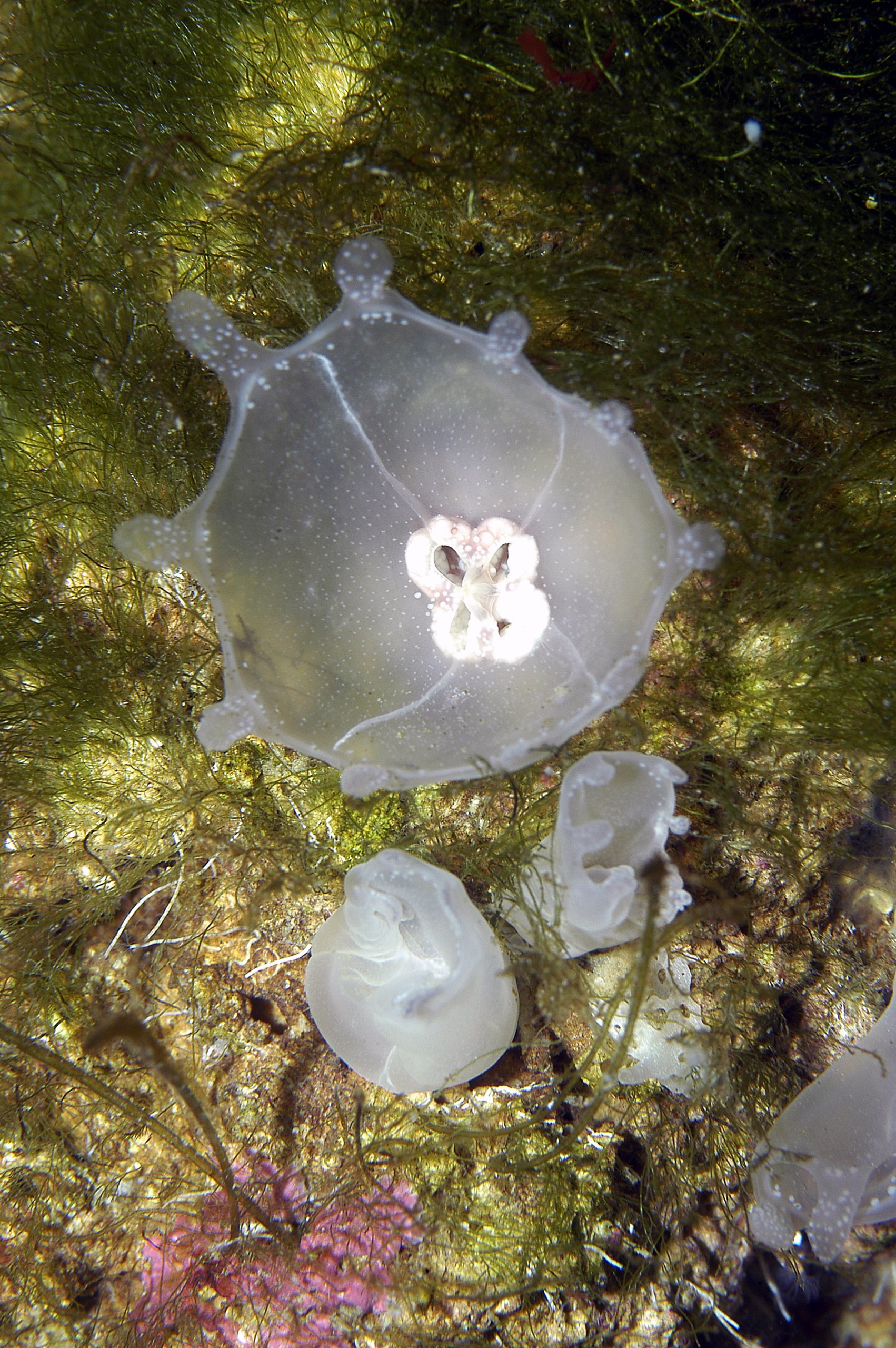 Lipkea ruspoliana dans un des aquariums du Musée océanographique de Monaco