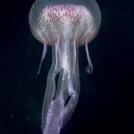 Méduse Pélagie Pelagia noctiluca