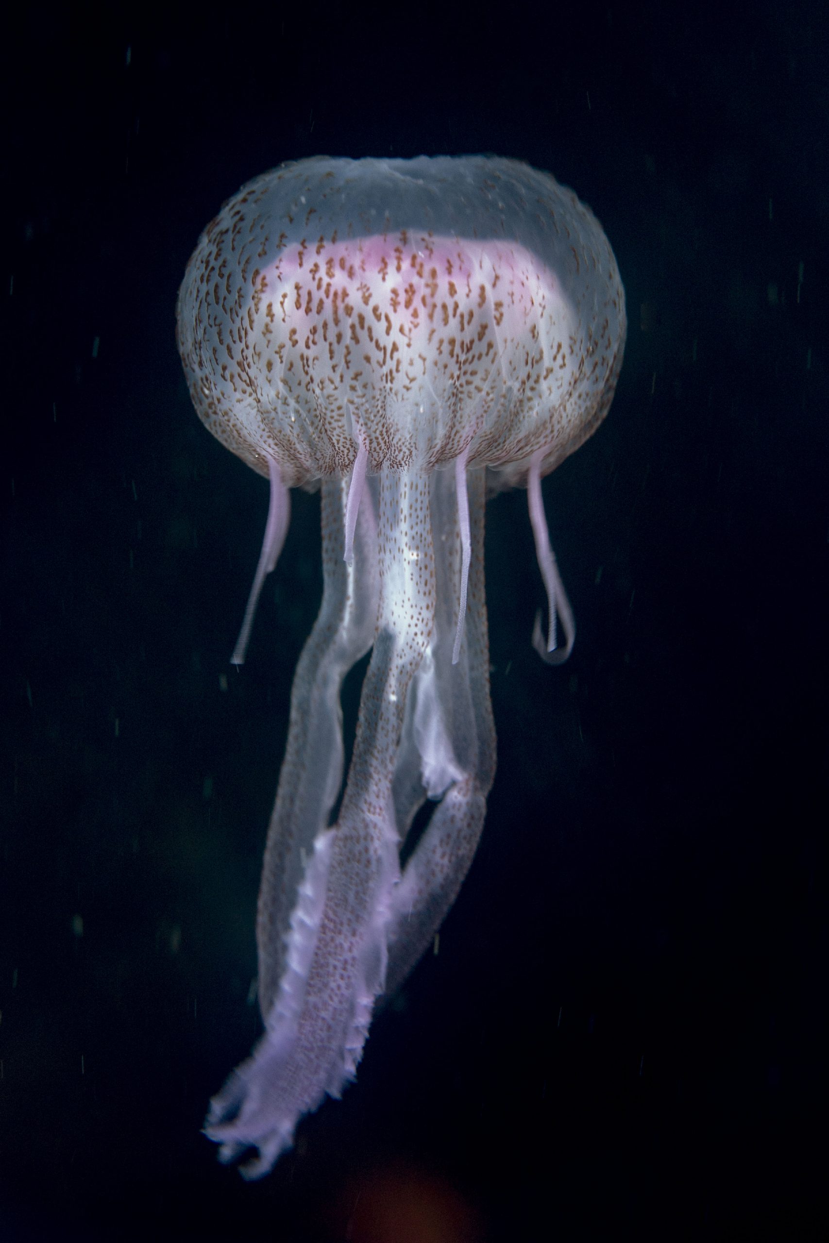 Méduse Pélagie Pelagia noctiluca