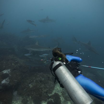 Mission Malpelo