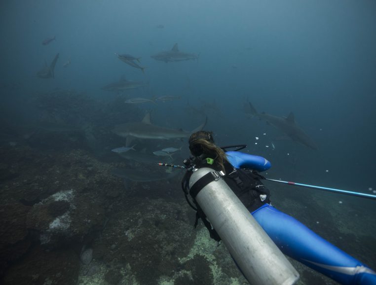 Mission Malpelo