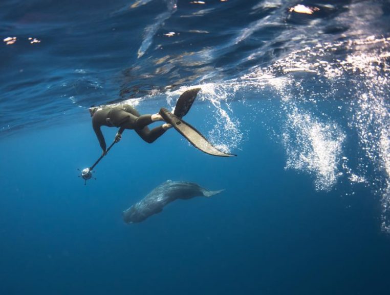 bébé Baleine