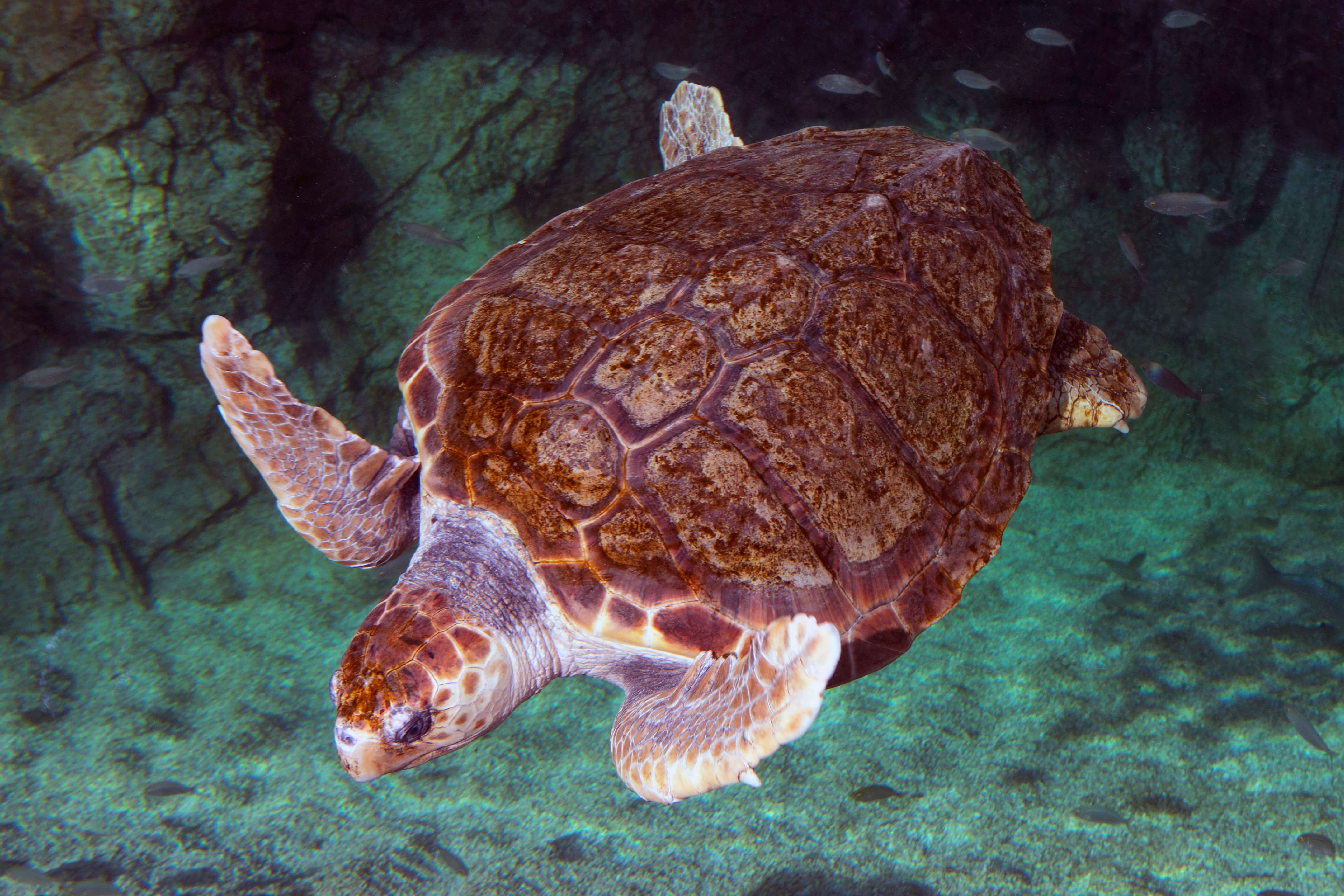 Quelles tortues marines en Méditerranée ? Institut océanographique