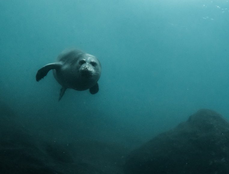 Monk seal FBuyle