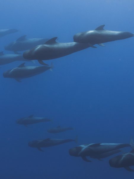 Sperm whales