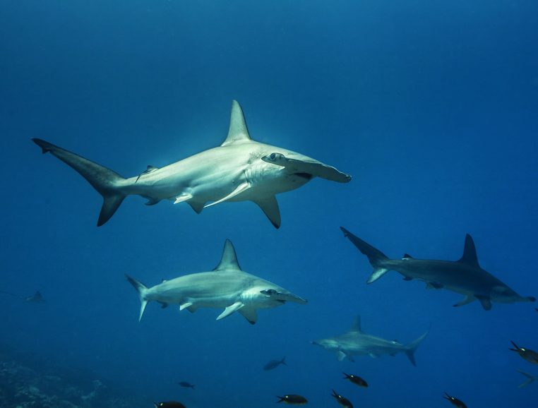 Requins Marteaux