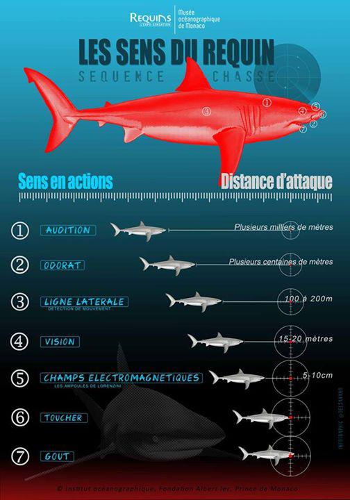 Requins Infors