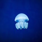 Meduse, quegli strani animali