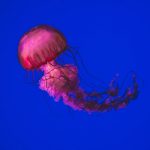 Meduse, quegli strani animali