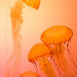 L'impatto delle meduse sulle attività umane