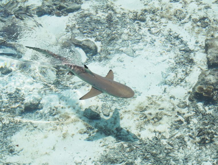 Attaque de requins: des prédateurs pas si menaçants, menacés, utiles