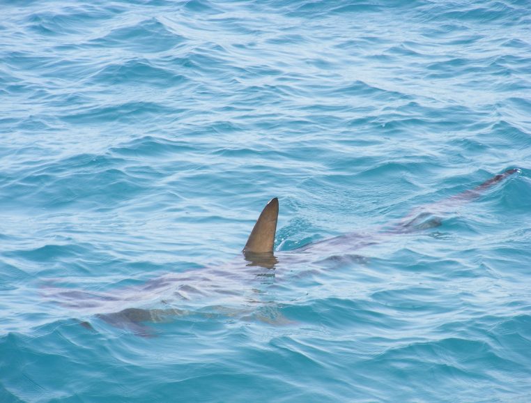 Requins Menaçants