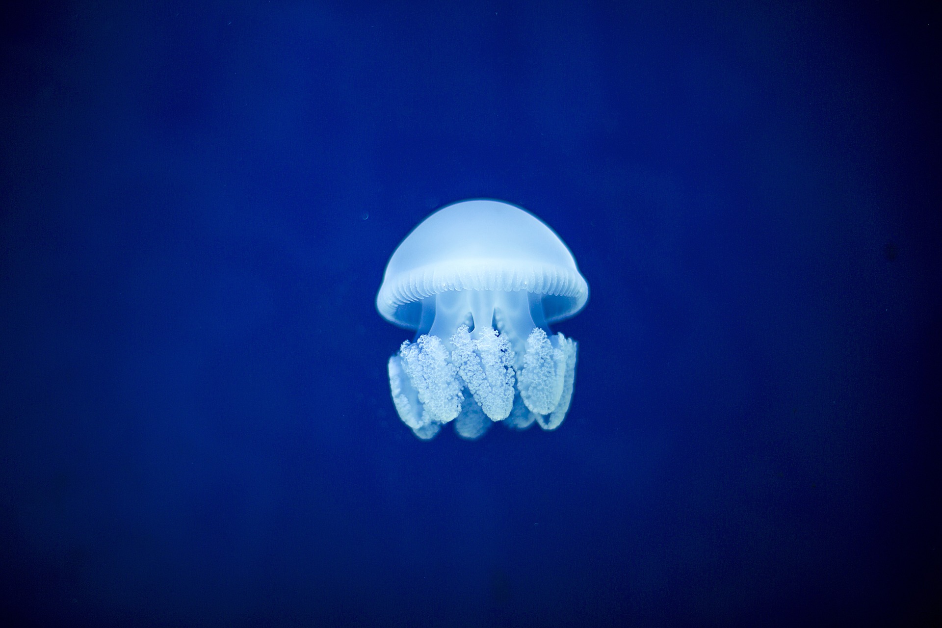 Jellyfish have been around throughout history - Institut