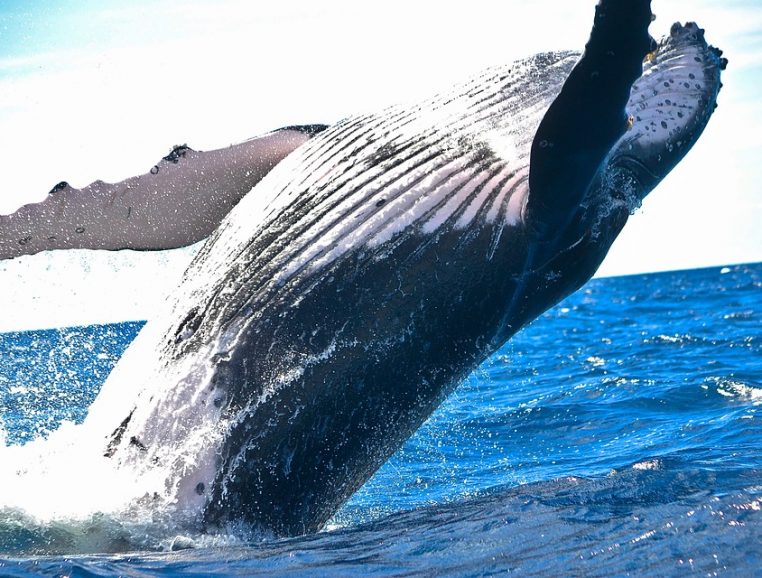 Baleine hors de l'eau