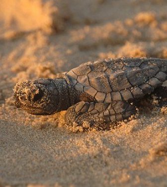 Tortue bébé plage