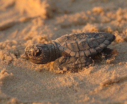 Tortue bébé plage