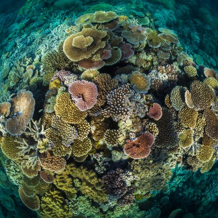 Opal Reef off Cairns Great Barrier Reef Australia