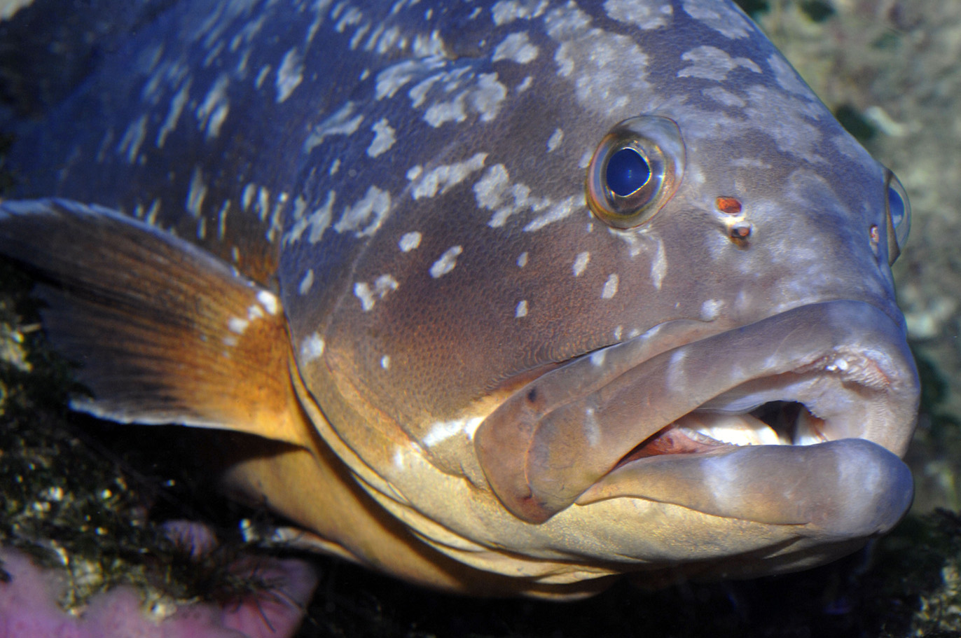 Epinephelus marginatus Mérou brun M. Dagnino