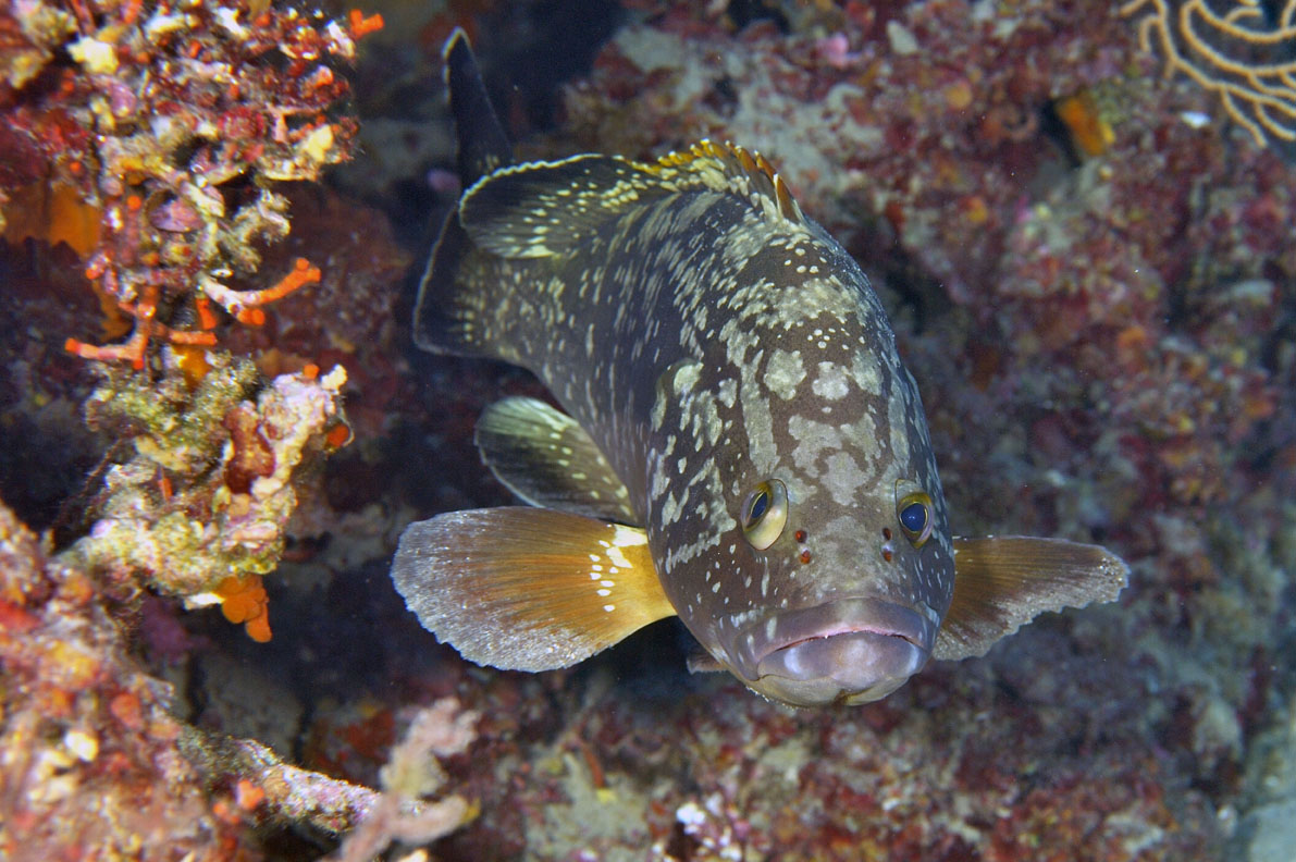 Mérou brun M.Dagnino