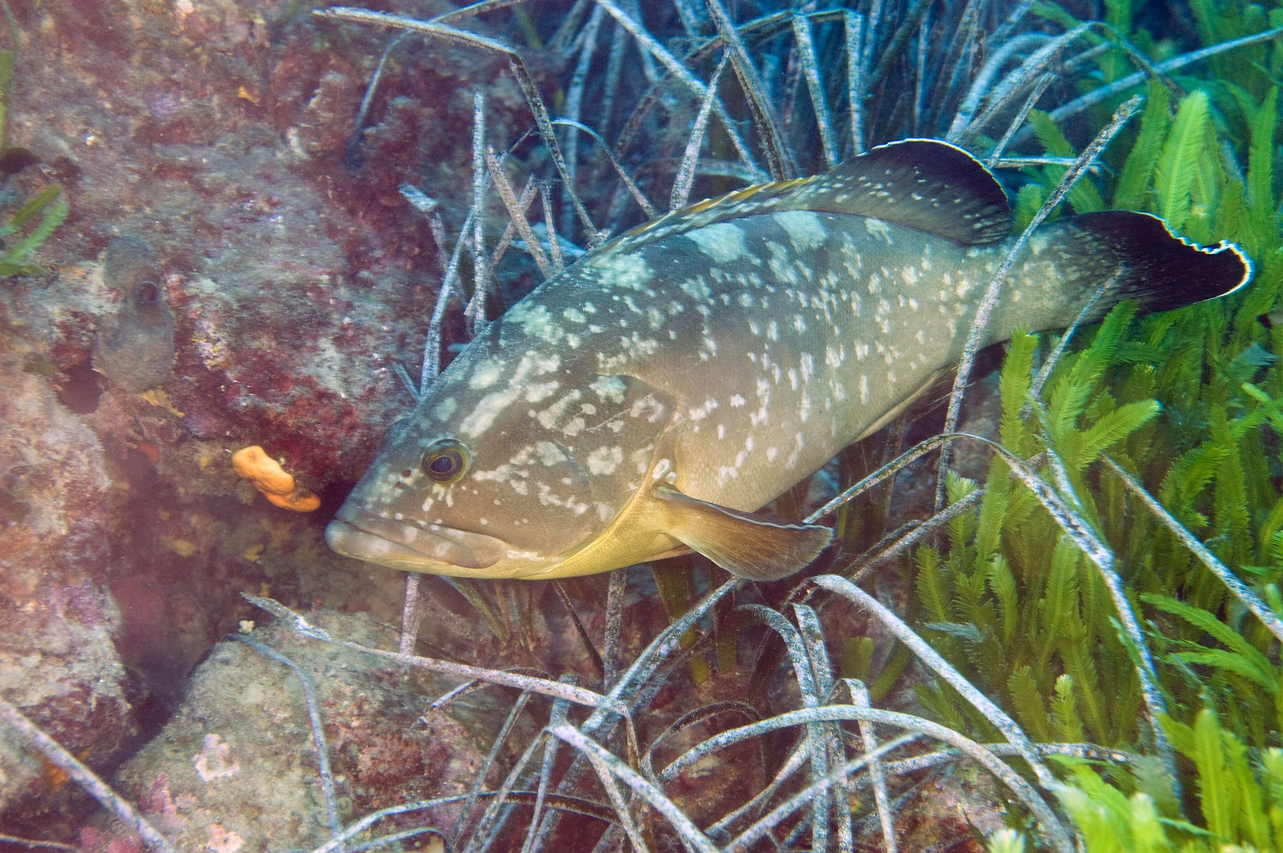 Grouper, Mediterranean icon - Institut océanographique
