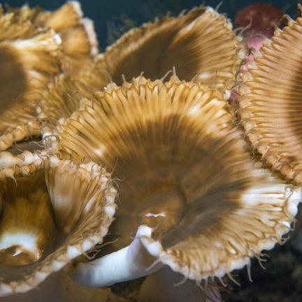 Corail-Palythoa-grandis