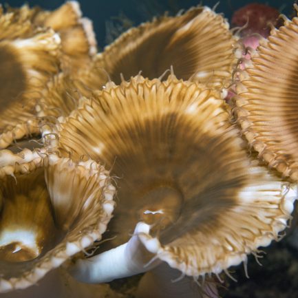 Le zoanthaire Palythoa grandis