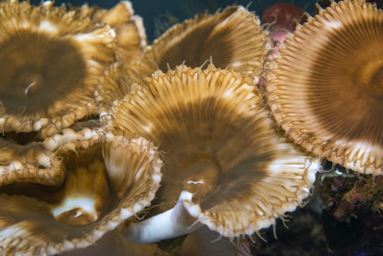 Le zoanthaire Palythoa grandis