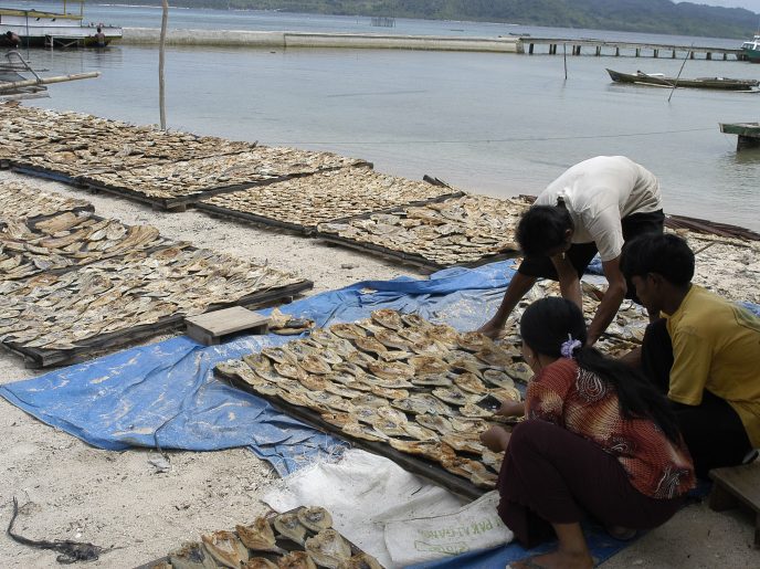 indonesie Poisson