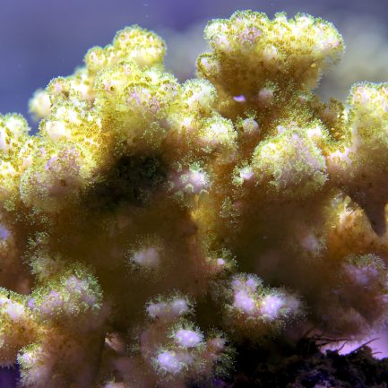 Corail-Pocillopora-edouxi