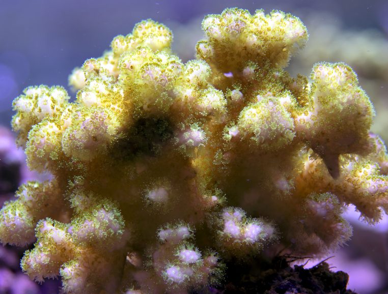 Corail-Pocillopora-edouxi