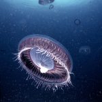 Meduse in video