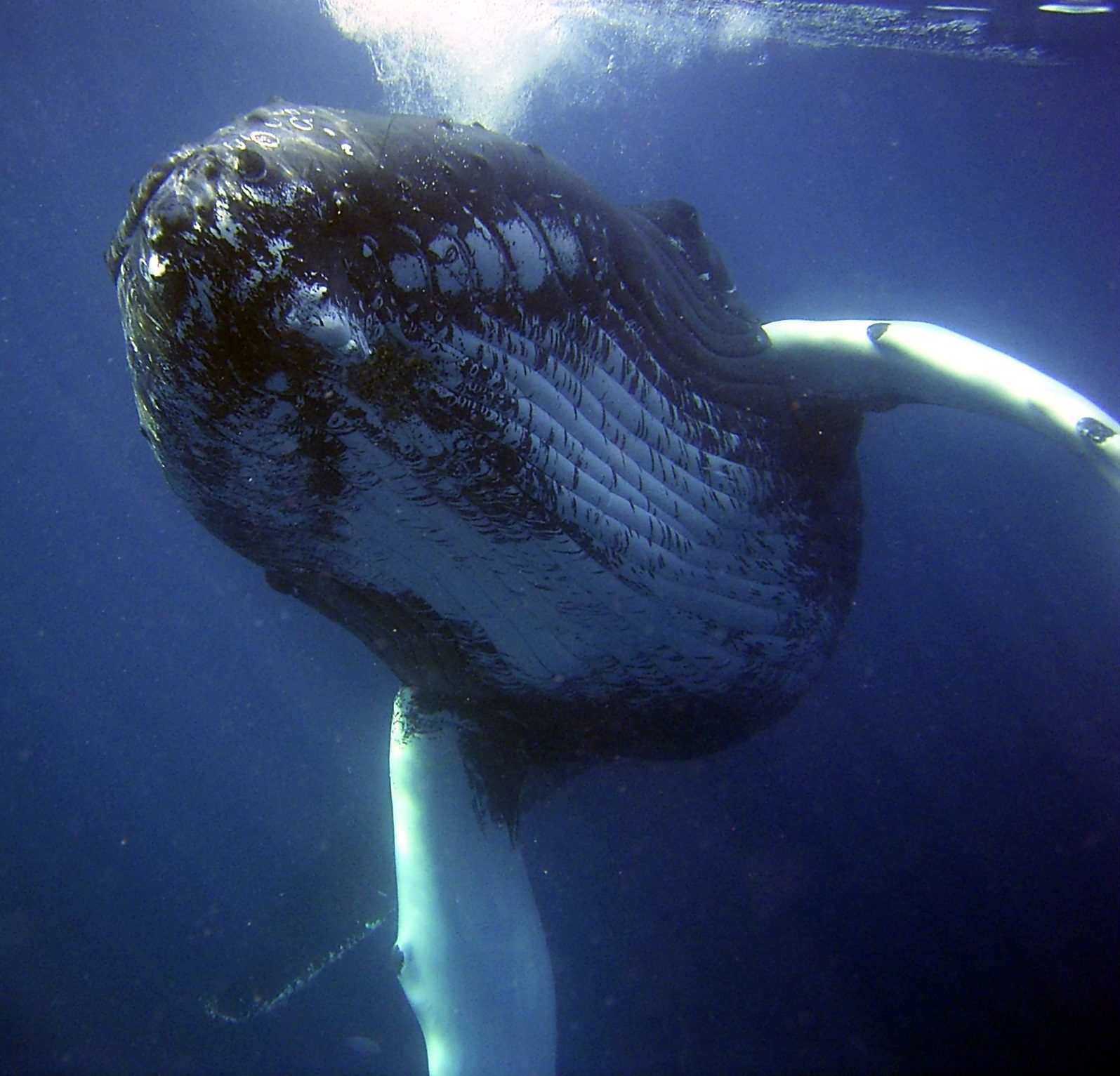 Baleine à bosse