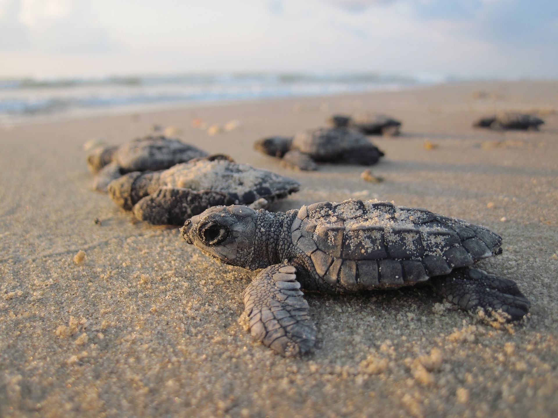 Tortues de mer