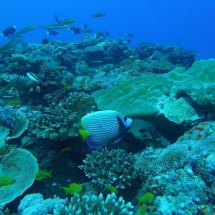 Une Aire marine protégée