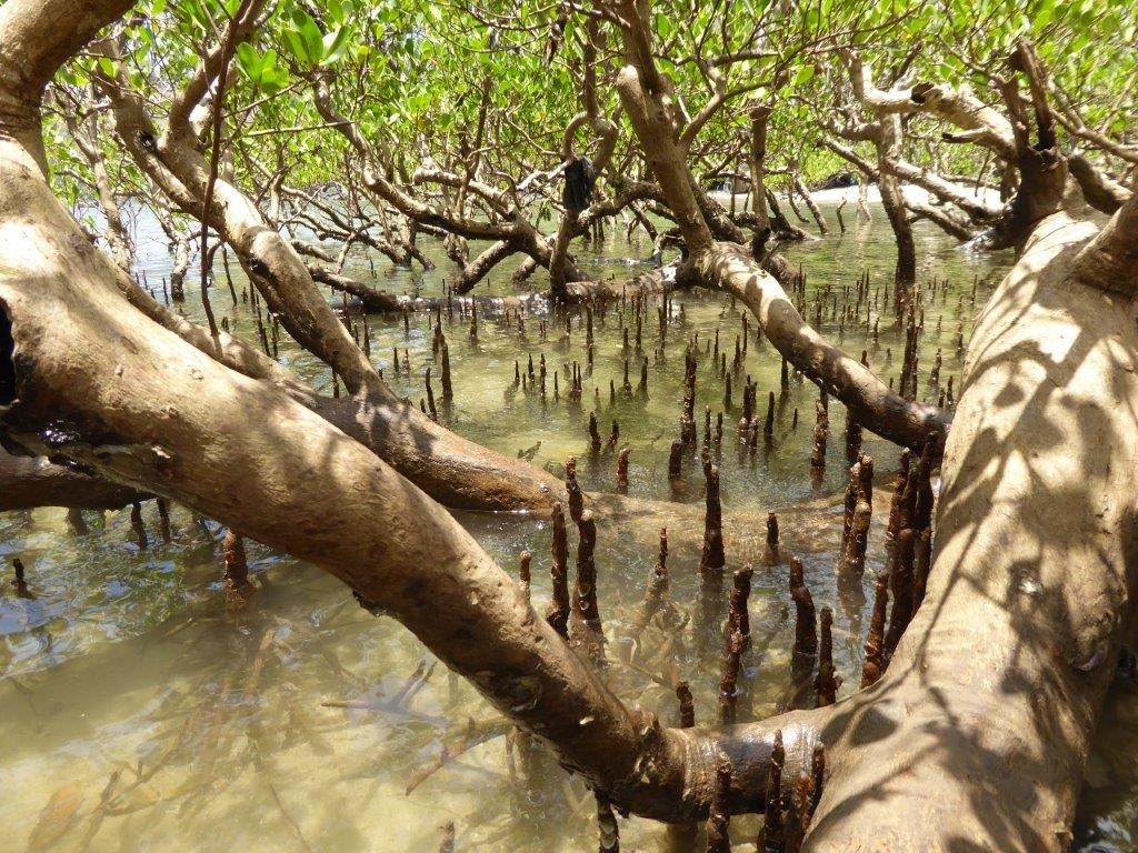 Mangrove