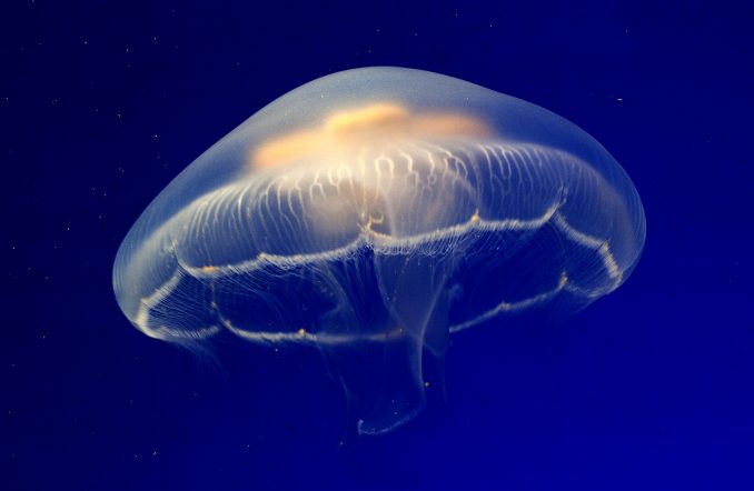 Méduse Aurelia aurita ©M.Dagnino